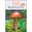 Mushrooms - Patrick Harding