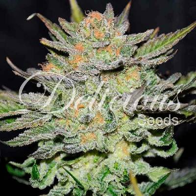 Delicious Seeds AUTO Blue Ace CBD semena neobsahují THC 1 ks