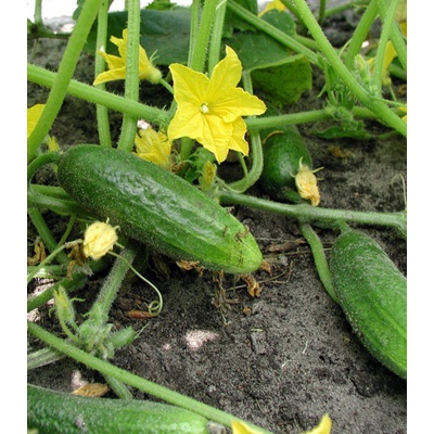 BIO uhorka nakladačka Hokus - Cucumis sativus - bio semená uhorky - 10 ks