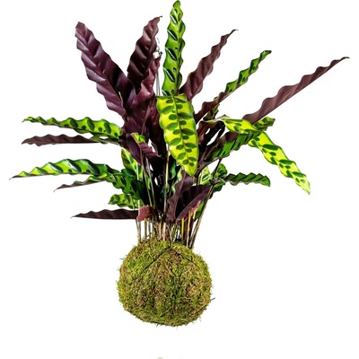 Gardners Kokedama Calathea lancifolia Insignis (L) Kalatea, Kaláthea 1 ks