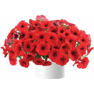 Petúnia Cascadias Chilli Red