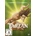 Tarzan DVD