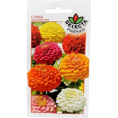 Cínia Dahlia Scarlet: Zinnia elegans 1 g
