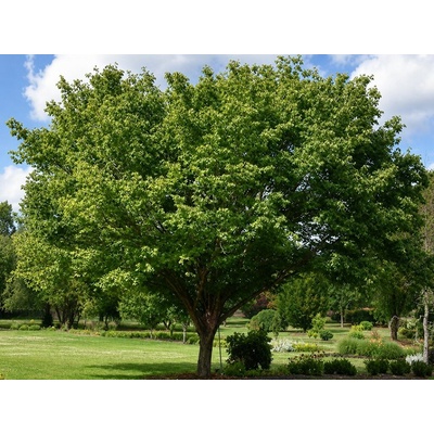 Zelkova ostrolistá, výška 100-120 cm, kvetináč 9 l
