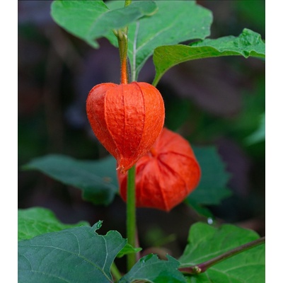 Machovka židovská - Physalis alkekengi - semená machovky - 30 ks