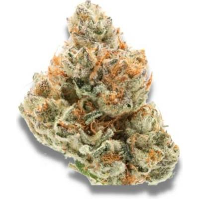 Growers Choice Chocolate Sherbet semena neobsahují THC 5 ks