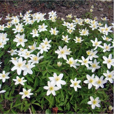 Sasanka hajní - Anemone nemorosa - semena sasanky - 10 ks