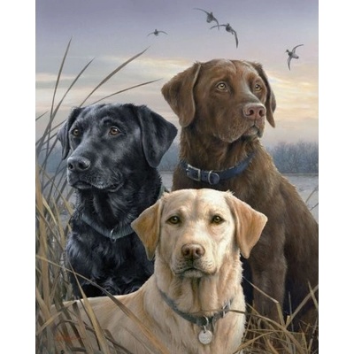 Figured ART malování podle čísel TŘI LABRADOŘI