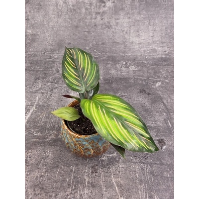 Calathea ornata mini