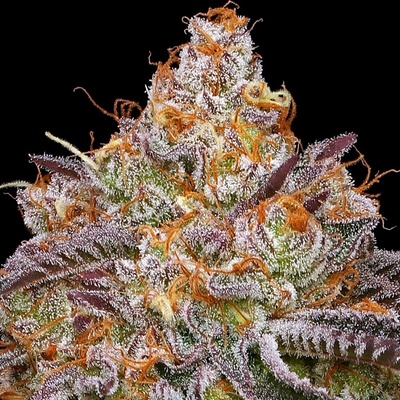 Humboldt Seed Company Granny Candy semena neobsahují THC 3 ks