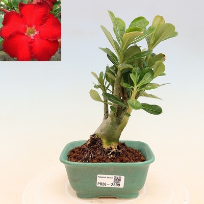 e-bonsai Pokojová bonsai - Adenium obesum Red Star - Pouštní růže