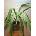 Yucca