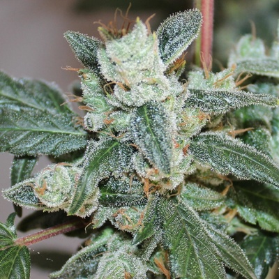 Ace Seeds Kalidonia semienka neobsahujú THC 5 ks