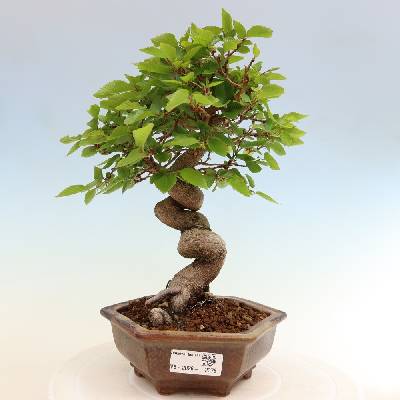 e-bonsai Venkovní bonsai -Carpinus coreana - Habr korejský