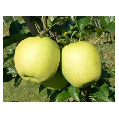 Jabloň GOLDEN DELICIOUS zimná podpník M26