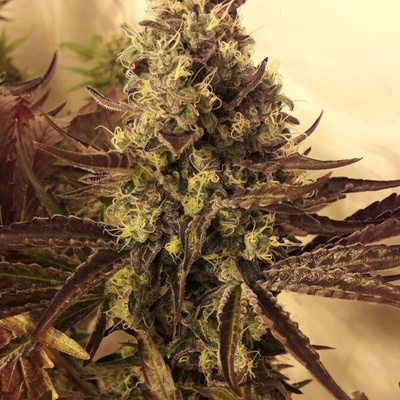 BSBs Cali Connection Girl Scout Cookies semienka neobsahujú THC 1 ks