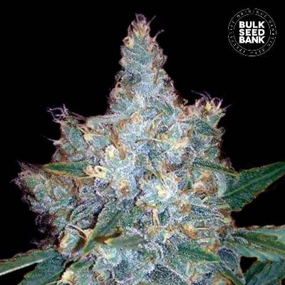 Bulk Seed Bank AUTO Blueberry Berry semena neobsahují THC 10 ks