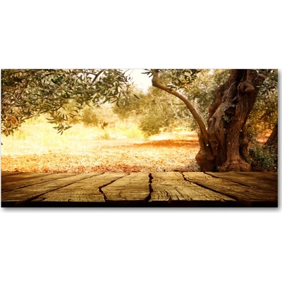 Fotoobraz na skle olivový strom 100x50 cm