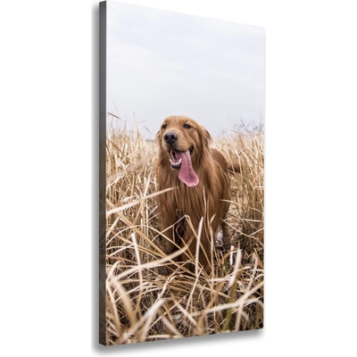 Vertikálny foto obraz na plátne Golden retriever 50x100 cm