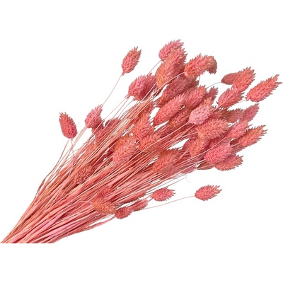 Sušená tráva Phalaris - Chrastica 100g - ružová