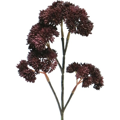 Rozchodník - Sedum spray V30cm burgundy/červený