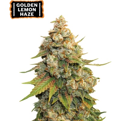 Seedstockers Golden Lemon Haze semienka neobsahujú THC 25 ks