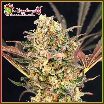 Dr. Krippling Seeds Purple Slap Auto semienka neobsahujú THC 5 ks