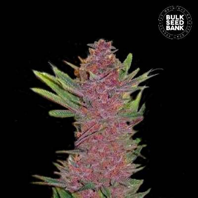 Bulk Seed Bank AUTO Purple Glam Kush semena neobsahují THC 10 ks