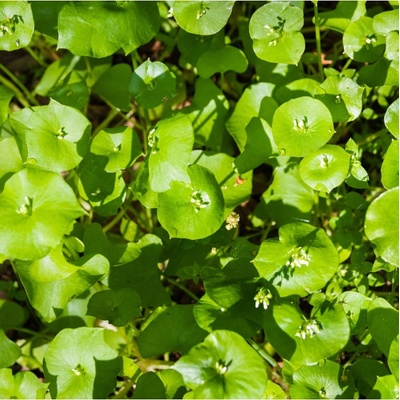 Portulák zimní - Batolka prorostlá - Claytonia perfoliata - semena - 100 ks
