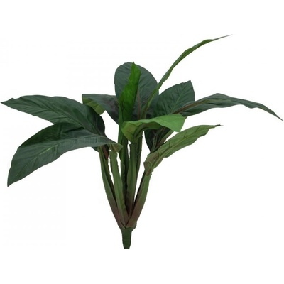 Sago palmovník, 45 cm