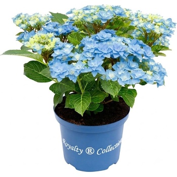 Royalty Collection® Feather Blue Royalty Collection® Хортензия macrophylla