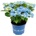 Royalty Collection® Feather Blue Royalty Collection® Хортензия macrophylla