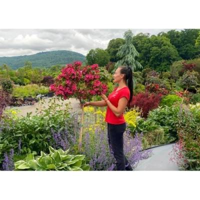 Vajgela kvetnatá (Weigela florida) ´BRISTOL RUBY´ - výška 110-120 cm, kont. C4L – NA KMIENKU