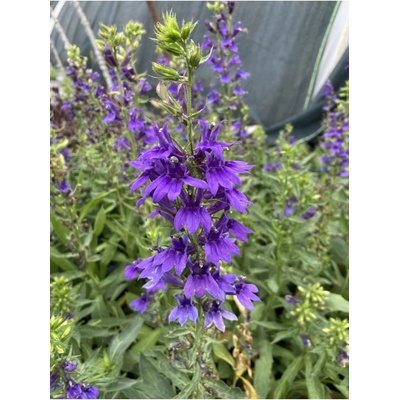 Lobelia speciosa STARSHIP BLUE - lobelka – Zboží Dáma