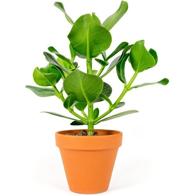 Gardners Clusia rosea, průměr 12 cm Klusia