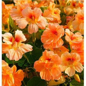 Kapucínka nízka Tip Top Apricot - Tropaeolum Minus - semená - 12 ks