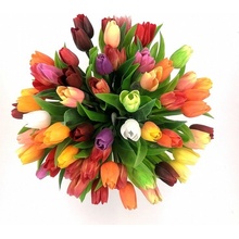 Tulipány mix farieb růžovo-bílá F244-P1