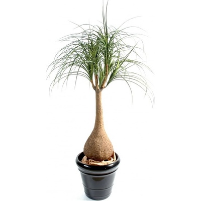 BEAUCARNEA, 125cm