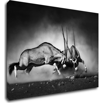 Impresi Obraz Antilopy černobílé - 70 x 50 cm