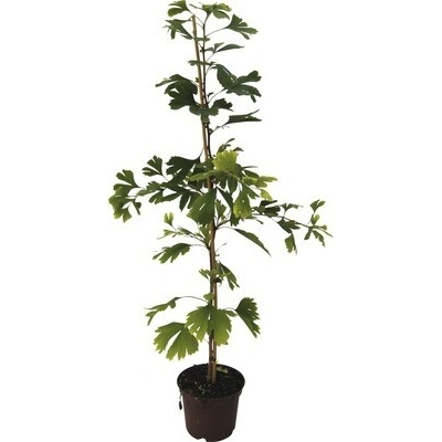 Jinan dvoulaločný FloraSelf Ginkgo biloba výška 60-80 cm květináč 4 l