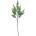 KONÁR EUCALYPTUS 57CM