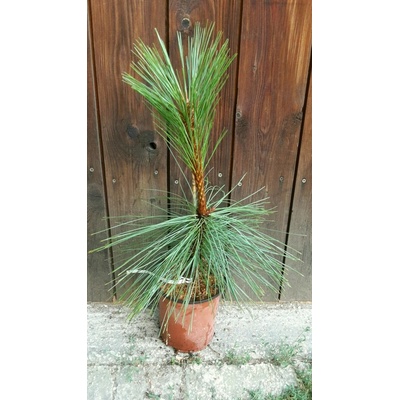 Borovica ťažká (Pinus ponderosa ´Pendula´) veľkosť 40cm