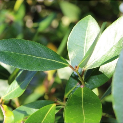 Vavřín vznešený - Laurus nobilis - semena - 5 ks