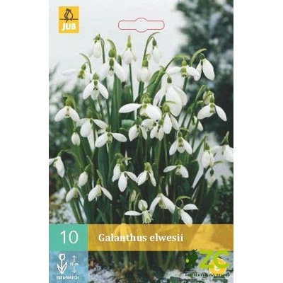 Sněženka Galanthus Elwesii 10 cibulí
