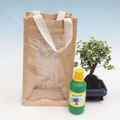 Pokojová bonsai v dárkové tašce - JUTA Sagerecie čajová - Sageretia thea