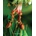 Ants: Amazing Pictures & Fun Facts on Animals in Nature | Kay De Silva