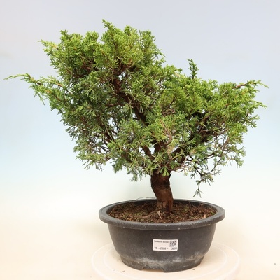 e-bonsai Venkovní bonsai - Juniperus chinensis Itoigawa-Jalovec čínský