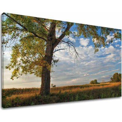 Obraz na stěnu STROMY - 100x150 cm