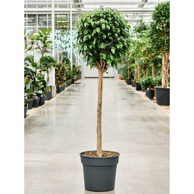 Fikus - Ficus benjamina Danielle stem 34x145 cm