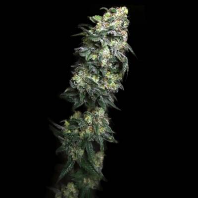 Elev8 Seeds White Serpent semena neobsahují THC 3 ks